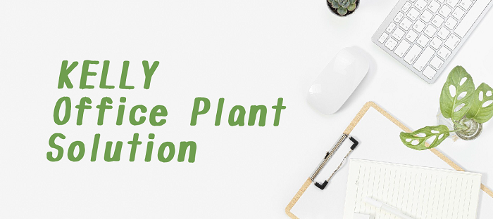 Kelly's New: Office Plant Solution